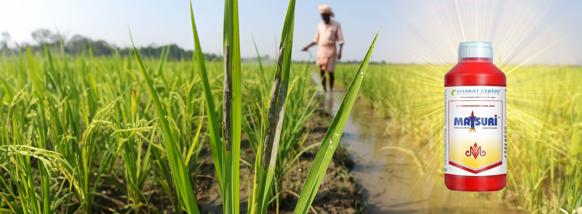 Matsuri: Effective Sheath Blight Control for Rice Farming